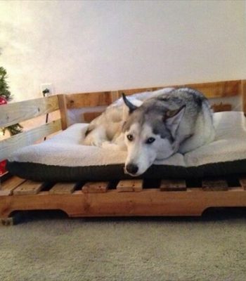 pallet dog bed