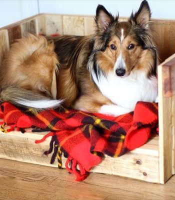 recycled pallet dog bed