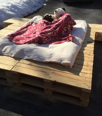 diy wooden pallet platform bed