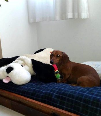 wooden pallet dog bed