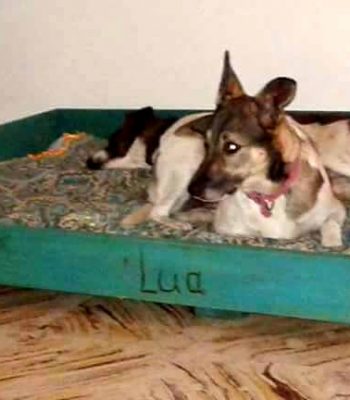 custom wooden pallet dog bed