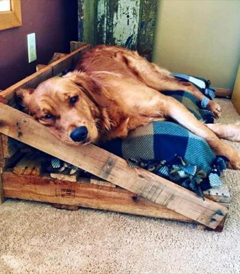 wooden pallet dog bed