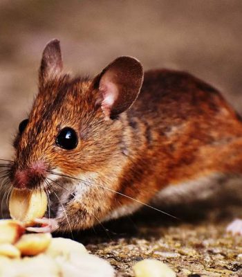 Pest Control and Prevention Tips from the Pros