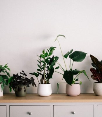 The Major Health Benefits Of Having Indoor Plants Why It's Important