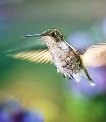 a beautiful garden attracting birds to your humble abode