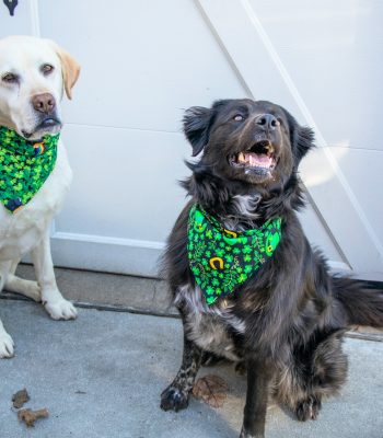 how to build an outdoor backyard playground for your dog